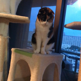 おかえりにゃさい〰の画像