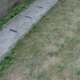 愛犬の日！の画像