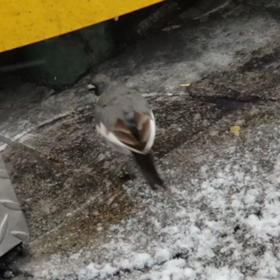 大晦日～寂寞(鶺漠)からの穏和～の画像