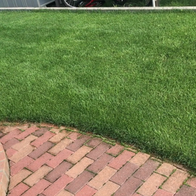 芝生と水換え直後の池そしてめだか。の画像