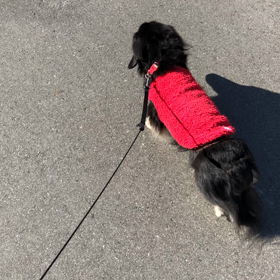 久しぶりの散歩の画像