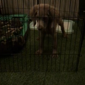 ピピくんようこそ我が家への画像