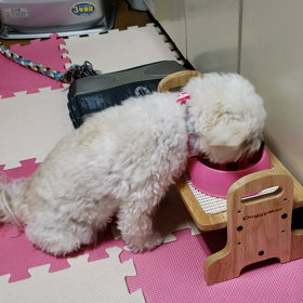 食べてる時が幸せなモコの画像