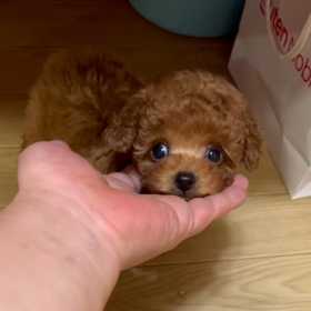 ❤️決まりました❤️君は僕の宝物くん❤️動画の画像