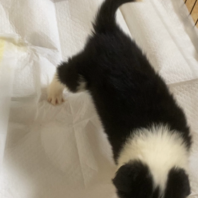 子犬動画の画像