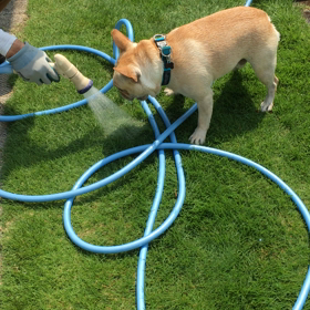 今日も水浴びは欠かせません！の画像