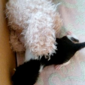 最近お疲れではないですか？猫好きな方は癒やされてくださいの画像