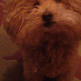 わらいの力の画像