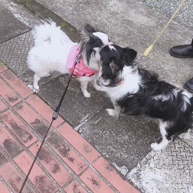 ポポちゃん！の画像