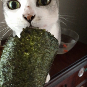海苔好きな猫って！の画像