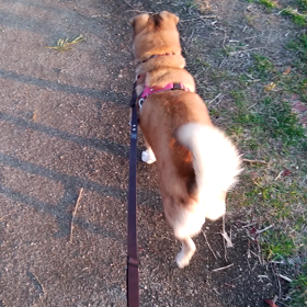 ちゃこの大好きな。。。の画像