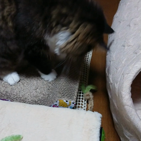 にゃんにゃん君の画像