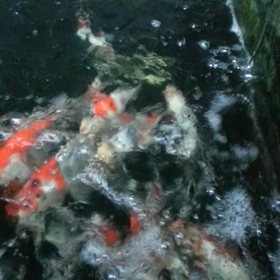 スマホで動画     当歳の画像