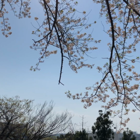 さくらのエナジーの画像