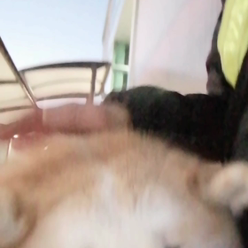 怪我のためゆっくりスタート二日目、未来丸は「スタート遅い？」と催促の小さくワンワン。安倍川駅前での画像