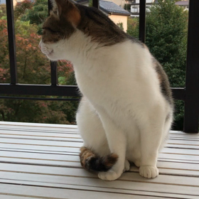 懐かしのミーの画像