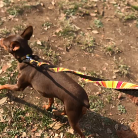 ♪60分遠足♪代々木公園①の画像