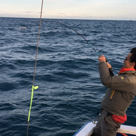 型物マダイの連発Movieの画像