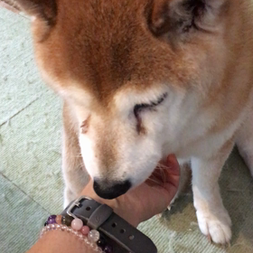 食後のウダウダ。の画像