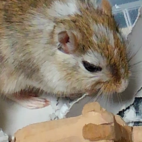 またも。の画像