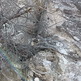 にぎちゃんの画像