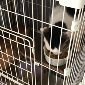 多頭飼育レスキュー【5月4日】の画像