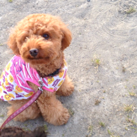 夕方のリサイタルの画像