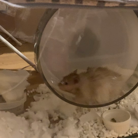 トリコモナス6日目の画像