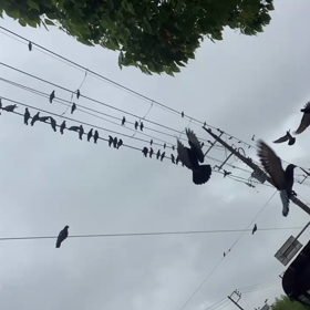 鳩がモリモリの画像