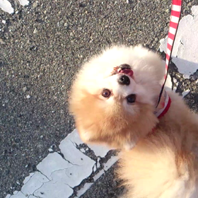 ししまるくんの画像