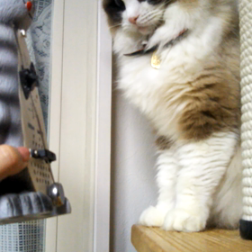 猫のメトロノーム、番外編♬の画像