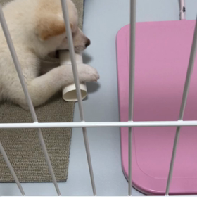 トイレットペーパーの芯②の画像