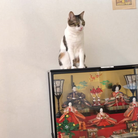 オリンピックに対する主人の呪い！やめて〜デール！の画像