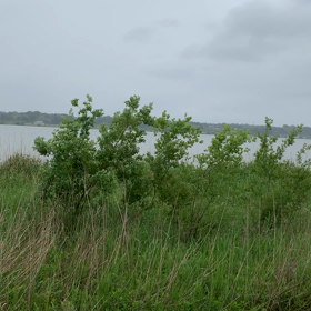野鳥のさえずりの画像