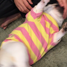 うにの声の画像