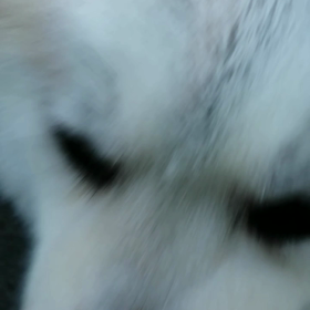 今日は3月10日、未来丸＼(^o^)／四歳になりました。ほぼ4年間よく飼い主に付き合ってくれてきの画像