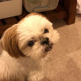 飼い主のちょっかいの画像