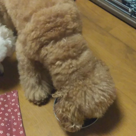 餌を狙うむぎの画像