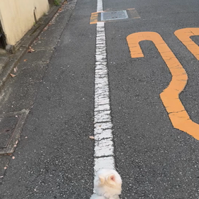 イヌの散歩の画像