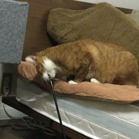 可愛すぎる猫の画像