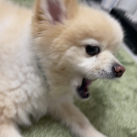 愛犬マメのご紹介の画像