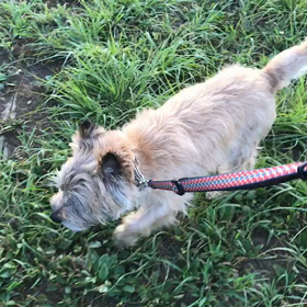 ♪お散歩動画♪代々木公園♪の画像