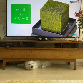 お昼寝こうちゃんの画像