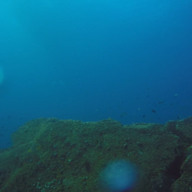 メジロザメの動画の画像