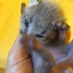 ポンポコリン！の画像