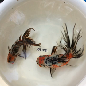 東錦をどぞの画像