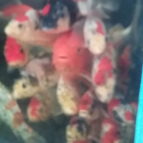 やっばりの画像