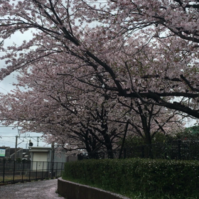 桜じゅうたんの画像
