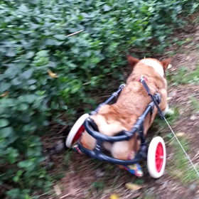 秋バンザイの画像