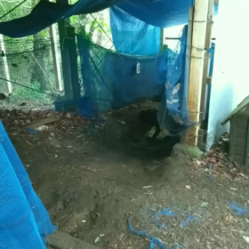 相棒の蓮ちゃんの画像